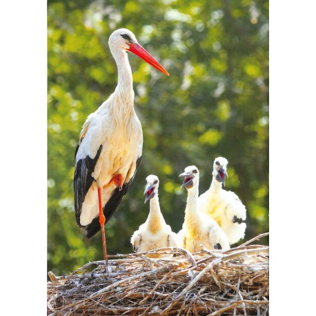 Mon premier Journal |Premier Numéro