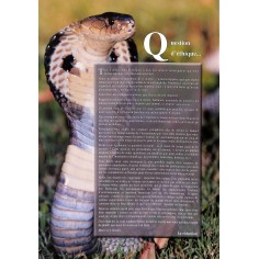 Terrarium |Premier Numéro 2