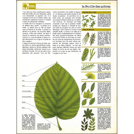 LA NATURE |Premier Numéro