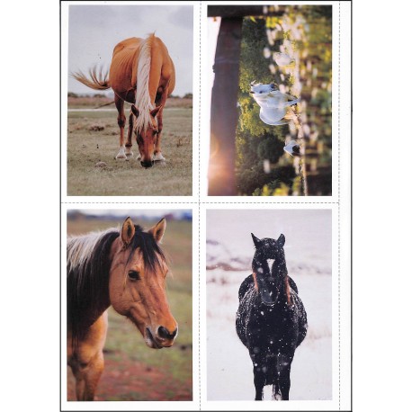 PLANÈTE CHEVAL |Premier Numéro