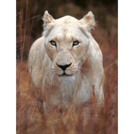 KIDIMAG |Premier Numéro