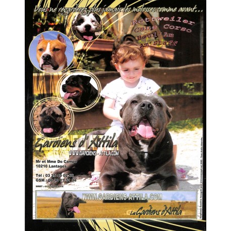 BULL &DOQUE NEWS |Premier Numéro