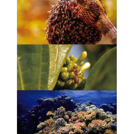 JUNIOR MAGAZINE |Premier Numéro