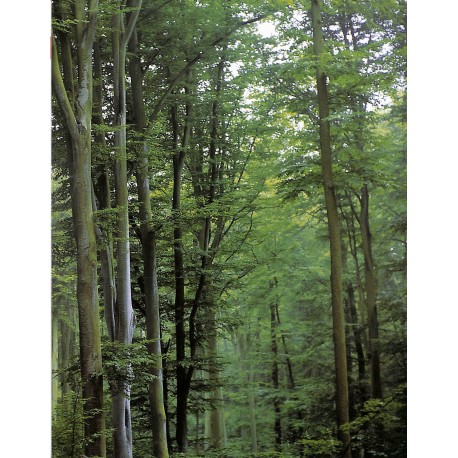 SI LE MEUBLE NOUS ÉTAIT CONTÉ... |Premier Numéro