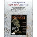 ESPRIT BONSAÏ |Premier Numéro